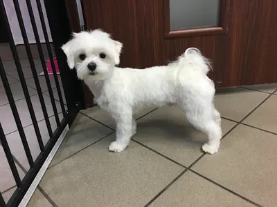 Smiling Dog - Salon pielęgnacji Psiej urody